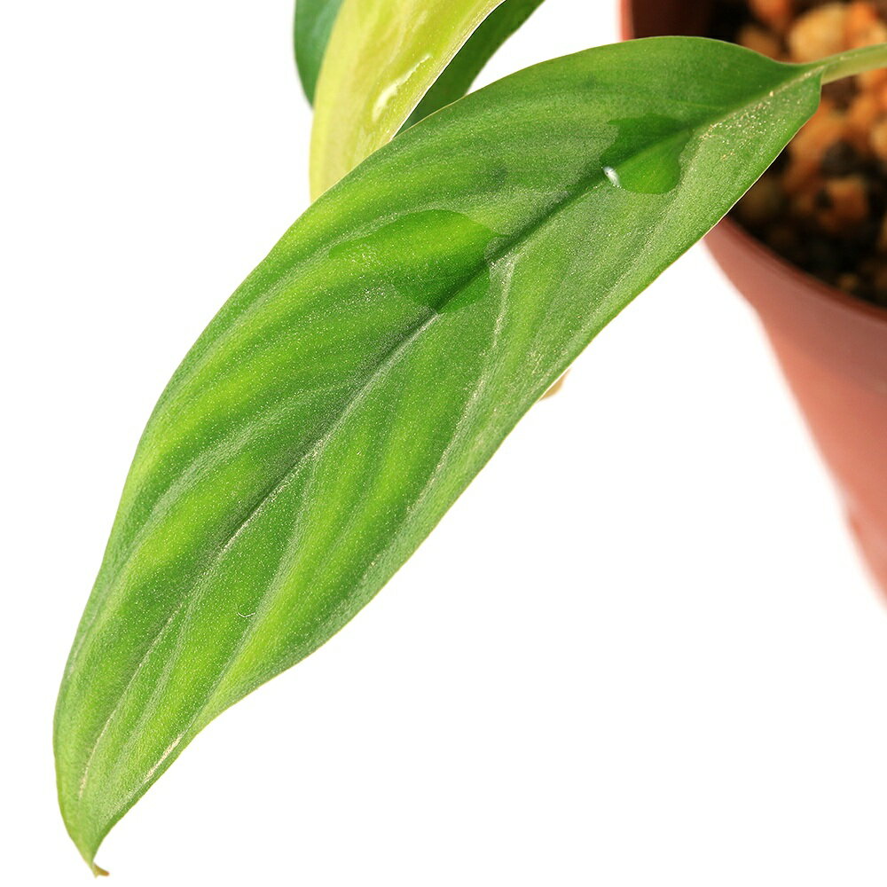 �ʥƥ�ꥦ��˰���ʪ���ۥޥ����sp��Padang��435988�ˡ�1�ݥåȡˡ��̳�ƻ���彣�Ҷ������ݲ�