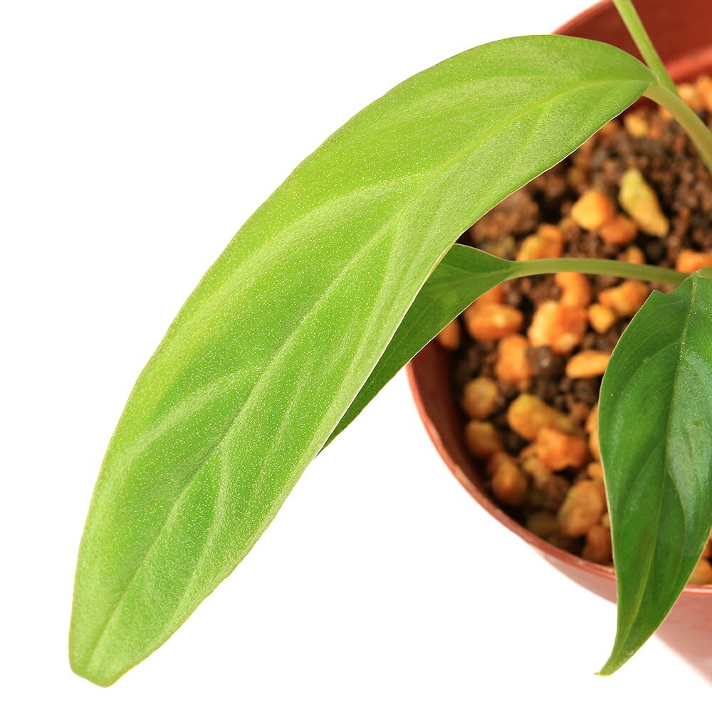 �ʥƥ�ꥦ��˰���ʪ���ۥޥ����sp��Padang��435989�ˡ�1�ݥåȡˡ��̳�ƻ���彣�Ҷ������ݲ�