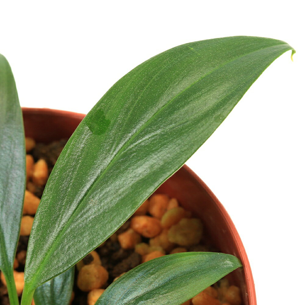 �ʥƥ�ꥦ��˰���ʪ���ۥޥ����sp�����꡼��Sumatera��Barat��435990�ˡ�1�ݥåȡˡ��̳�ƻ���彣�Ҷ������ݲ�