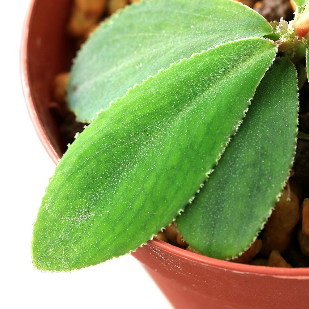 �ʥƥ�ꥦ��˰���ʪ���ۥޥ����sp��Payakumbuh��435992�ˡ�1�ݥåȡˡ��̳�ƻ���彣�Ҷ������ݲ�