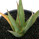 (観葉植物)一点物 アガベ パープソラム 帝釈天 台湾株(1鉢)
