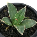 (観葉植物)一点物 アガベ チタノタ 立可白/SAD 台湾株(1鉢)