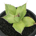 (観葉植物)一点物 アガベ チタノタ 聖火 台湾株(1鉢)