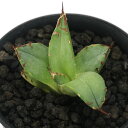 (観葉植物)一点物 アガベ チタノタ 聖火 台湾株(1鉢)