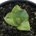 (観葉植物)一点物 アガベ チタノタ 破壊神 台湾株(1鉢)