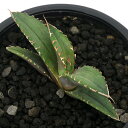 (観葉植物)一点物 アガベ チタノタ 白火焔 台湾株(1鉢)