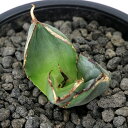 (観葉植物)一点物 アガベ チタノタ 破壊神 台湾株(1鉢)