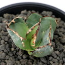(観葉植物)一点物 アガベ チタノタ 破壊神 台湾株(1鉢)