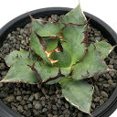 (観葉植物)一点物 アガベ チタノタ 鹽狗 台湾株(1鉢)