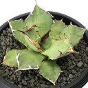 (観葉植物)一点物 アガベ チタノタ 鹽狗 台湾株(1鉢)