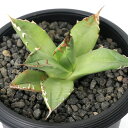 (観葉植物)一点物 アガベ チタノタ 聖火 台湾株(1鉢)