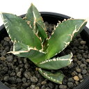 (観葉植物)一点物 アガベ チタノタ 立可白/SAD 台湾株(1鉢)