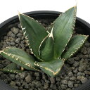 (観葉植物)一点物 アガベ チタノタ 立可白/SAD 台湾株(1鉢)
