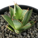 (観葉植物)一点物 アガベ チタノタ 史塔克/剣竜 台湾株(1鉢)