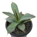 (観葉植物)一点物 アガベ チタノタ 鬼蜘蛛 台湾株(1鉢)