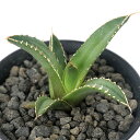 (観葉植物)一点物 アガベ チタノタ 海王 台湾株(1鉢)