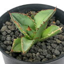 (観葉植物)一点物 アガベ チタノタ 史塔克/剣竜 台湾株(1鉢)