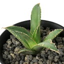 (観葉植物)一点物 アガベ チタノタ 海王 台湾株(1鉢)