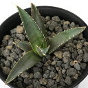 (観葉植物)一点物 アガベ チタノタ 海王 台湾株(1鉢)