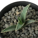 (観葉植物)一点物 アガベ チタノタ 海王 台湾株(1鉢)