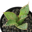 (観葉植物)一点物 アガベ チタノタ 小島白刺 台湾株(1鉢)
