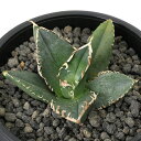 (観葉植物)一点物 アガベ チタノタ 立可白/SAD 台湾株(1鉢)