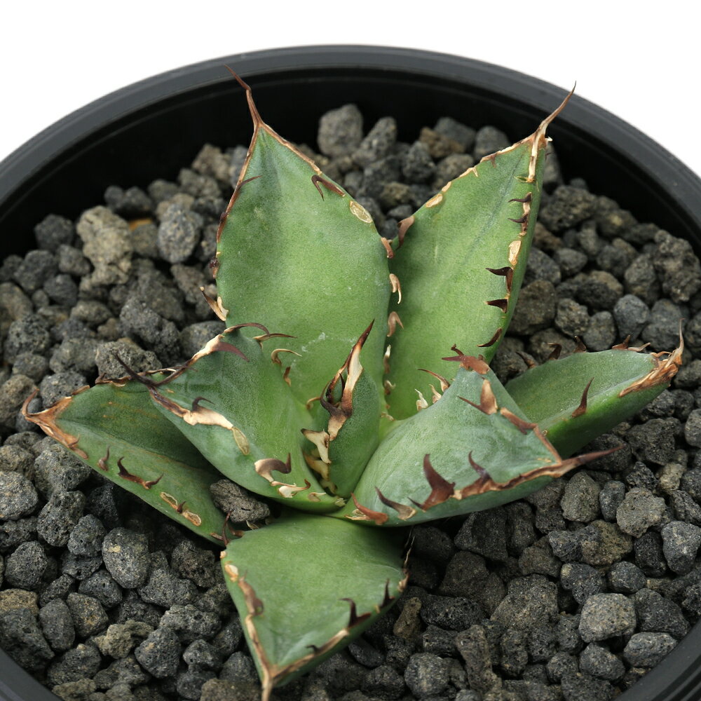 （観葉植物）一点物　アガベ　チタノタ　黒鯨　台湾株（1鉢）のサムネイル