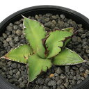 (観葉植物)一点物 アガベ チタノタ 黒火焔 台湾株(1鉢)
