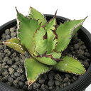 (観葉植物)一点物 アガベ チタノタ 黒火焔 台湾株(1鉢)