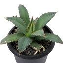 (観葉植物)一点物 アガベ チタノタ 姫厳竜 台湾株(1鉢)