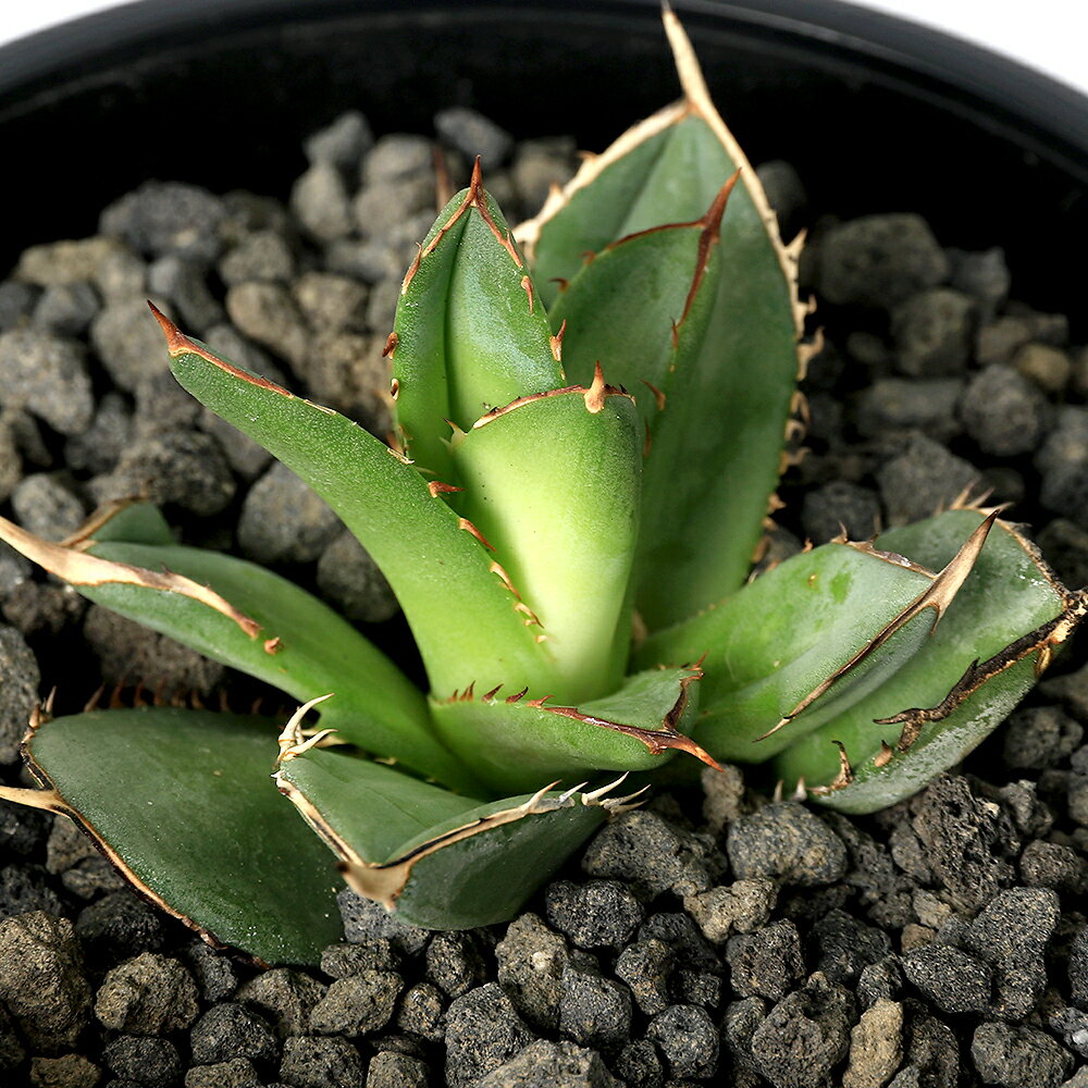 （観葉植物）一点物　アガベ　チタノタ　史塔克／剣竜　台湾株（1鉢）