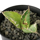 (観葉植物)一点物 アガベ チタノタ 小島白刺 台湾株(1鉢)