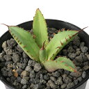 (観葉植物)一点物 アガベ チタノタ 姫厳竜 台湾株(1鉢)