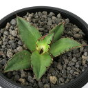 (観葉植物)一点物 アガベ チタノタ 黒火焔 台湾株(1鉢)