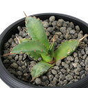 (観葉植物)一点物 アガベ チタノタ 姫厳竜 台湾株(1鉢)