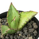 (観葉植物)一点物 アガベ チタノタ 小島白刺 台湾株(1鉢)