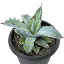 (観葉植物)一点物 アガベ チタノタ 藍球 台湾株(1鉢)