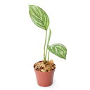 （水草）おまかせブセファランドラ1株付きミニ流木（約7cm）（水中葉）（無農薬）（1個）