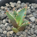 (観葉植物)一点物 アガベ チタノタ 鬼爪 台湾株 AT-44(1鉢)