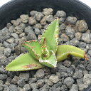 (観葉植物)一点物 アガベ チタノタ 圓葉拇指 台湾株 AT-46(1鉢)