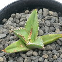 (観葉植物)一点物 アガベ チタノタ 圓葉拇指 台湾株 AT-47(1鉢)