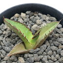 (観葉植物)一点物 アガベ チタノタ 黒火焔 台湾株 AT-49(1鉢)