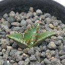 (観葉植物)一点物 アガベ チタノタ 凱撤 台湾株 AT-51(1鉢)