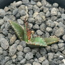 (観葉植物)一点物 アガベ チタノタ 凱撤 台湾株 AT-52(1鉢)