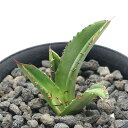 (観葉植物)一点物 アガベ チタノタ 姫厳竜 台湾株 AT-56(1鉢)