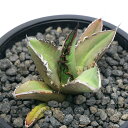 (観葉植物)一点物 アガベ チタノタ 黒火焔 台湾株 AT-68(1鉢)