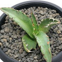 (観葉植物)一点物 アガベ チタノタ 蟹 台湾株 AT-69(1鉢)
