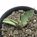 (観葉植物)一点物 アガベ チタノタ 黒鯨 台湾株 AT-02(1鉢)