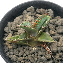 (観葉植物)一点物 アガベ チタノタ 狂刺夕映 台湾株 AT-06(1鉢)