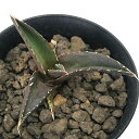 (観葉植物)一点物 アガベ チタノタ 恐竜牙歯 台湾株 AT-21(1鉢)